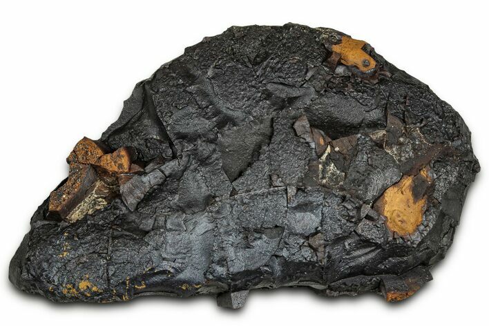 Dragon Scale Stone (Iron, Manganese, Siderite Nodule) #330278